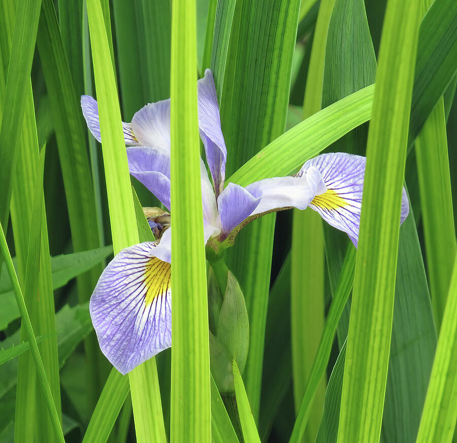 Shy Iris Photograph by Roberta Byram Shy Iris Photograph by Roberta Byram