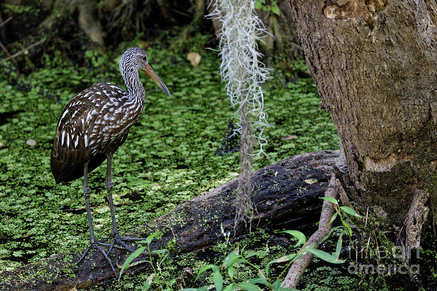 Shy Limpkin in Lettuce Lake Park in Florida Photograph by Natural Focal Point Photography