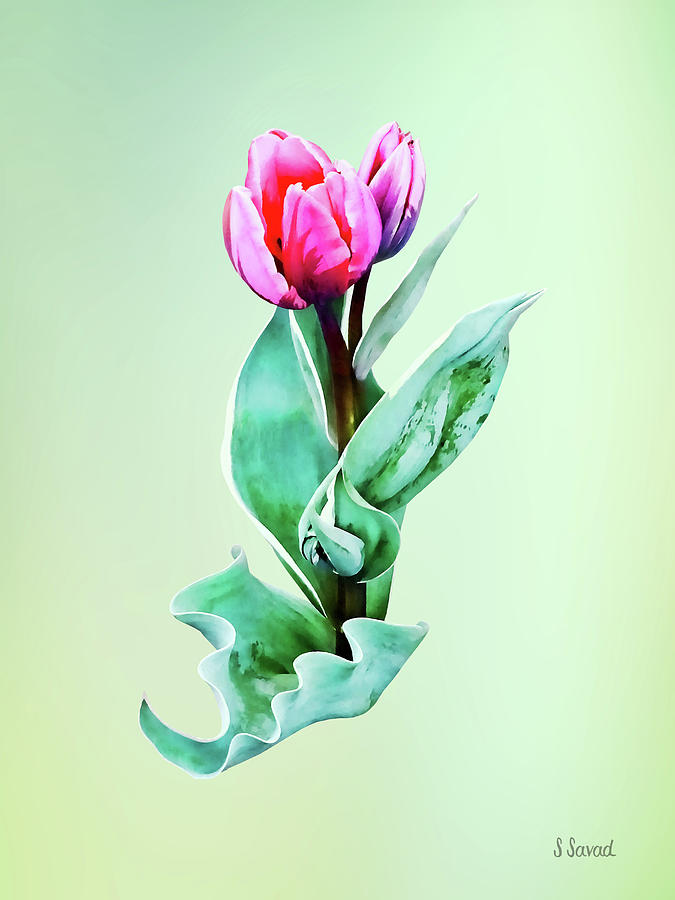 Spring Photograph - Shy Little Tulip by Susan Savad