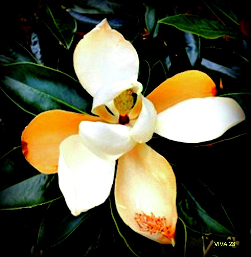 Shy  Magnolia  Photograph by VIVA Anderson