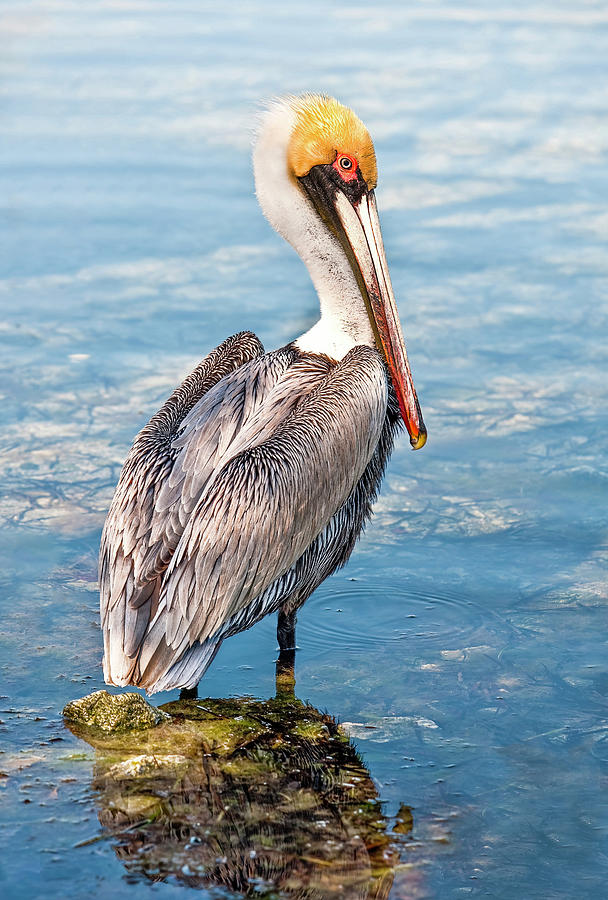 Shy Pelican Photograph by Gordon Ripley