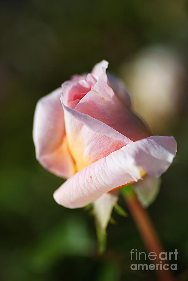 Nature Photograph - Shy Pink Rose Bud by Joy Watson