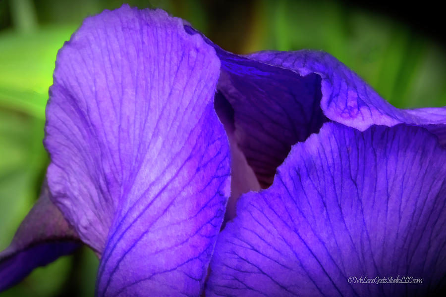 Shy Purple Iris Photograph by LeeAnn McLaneGoetz McLaneGoetzStudioLLCcom