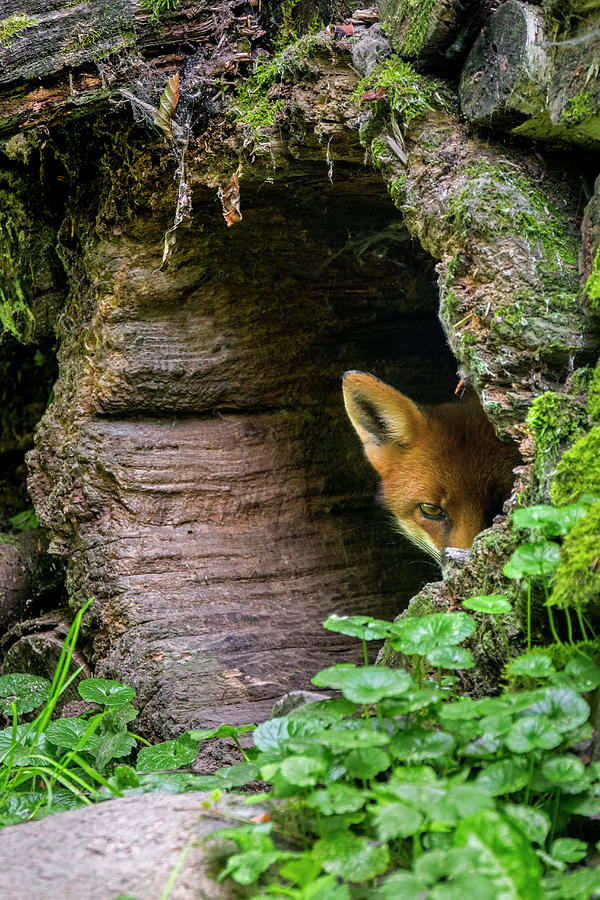 Shy Red Fox Photograph by Arterra Picture Library