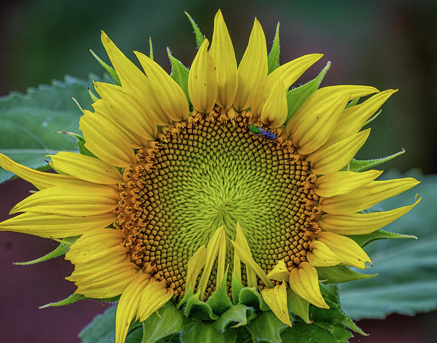 Shy Sunflower Photograph by Russell Carlson - Pixels