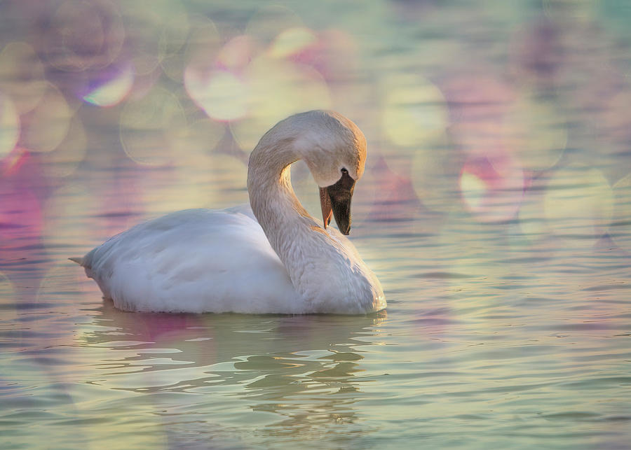 Swan Photograph - Shy Swan by Patti Deters
