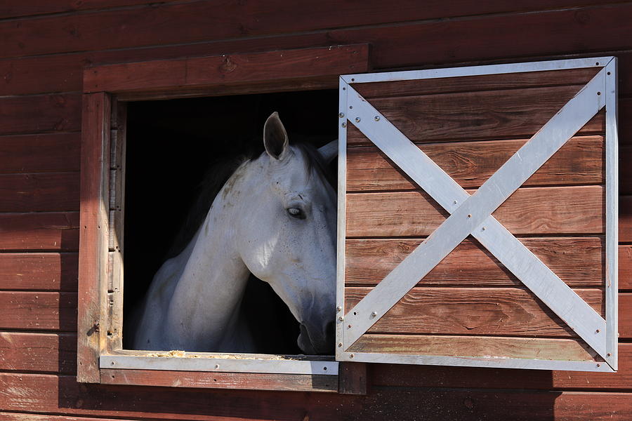 Shy White Horse by Blair Damson Shy White Horse by Blair Damson