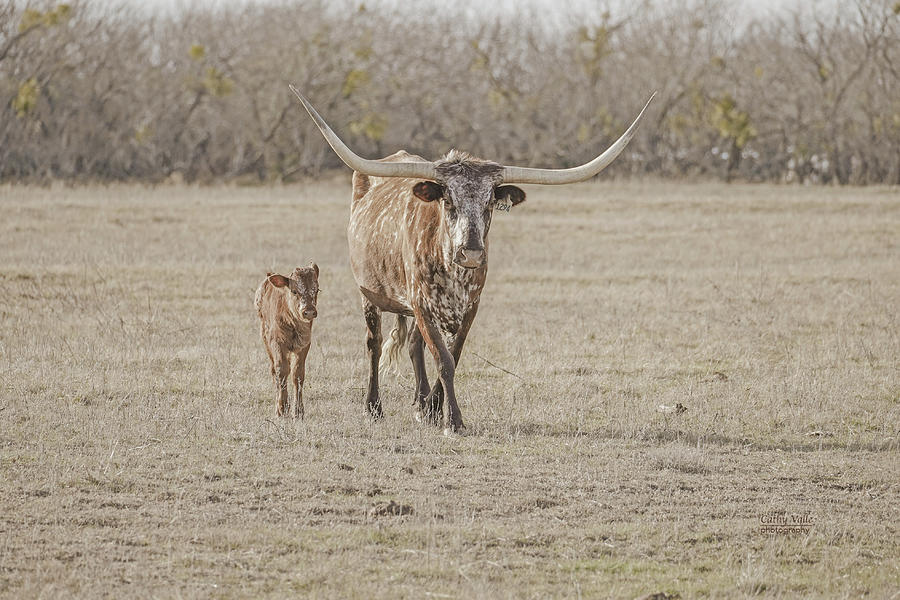 Sia - Texas longhorn cow with her calf Photograph by Cathy Valle