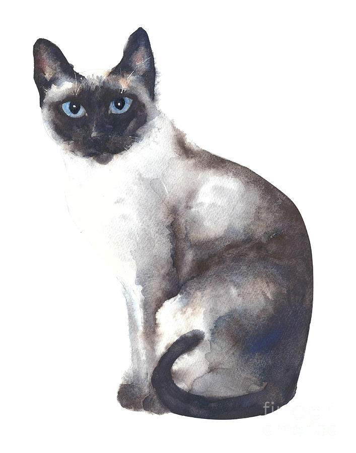 Siam cat watercolor art Painting by Yulia Shevchenko - Fine Art America