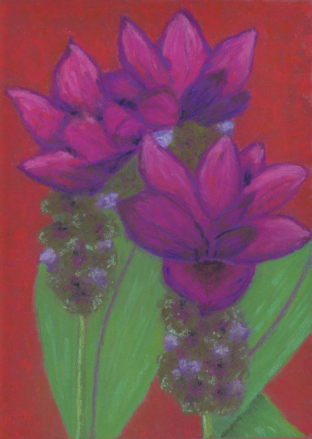 Siam Tulip  Pastel by Anne Katzeff