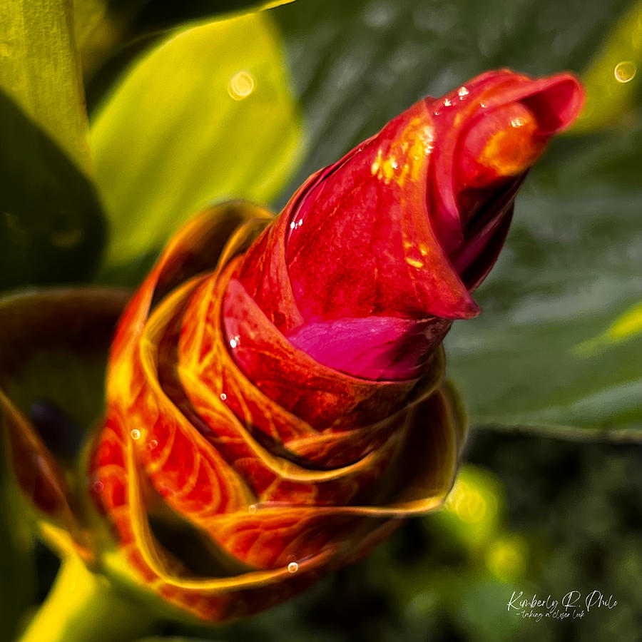Siam tulip bud Photograph by Kimberly Philo Pixels