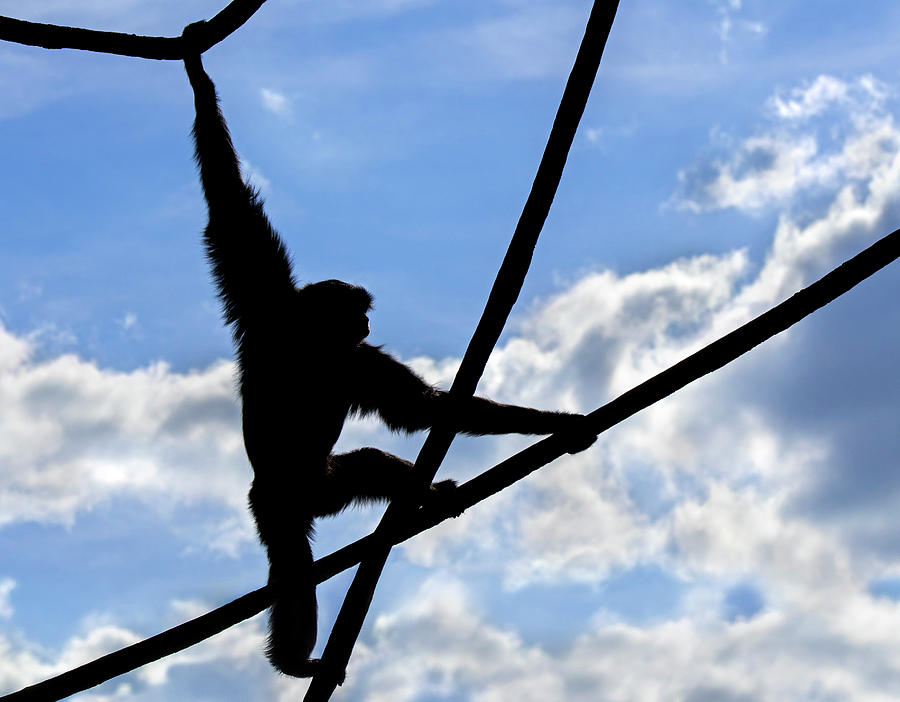 Siamang Photograph by Arterra Picture Library - Fine Art America