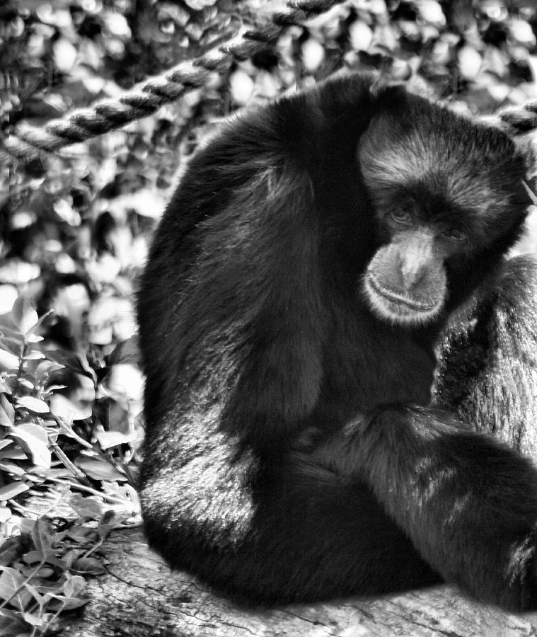 Siamang Gibbon Photograph by Kristin Elmquist