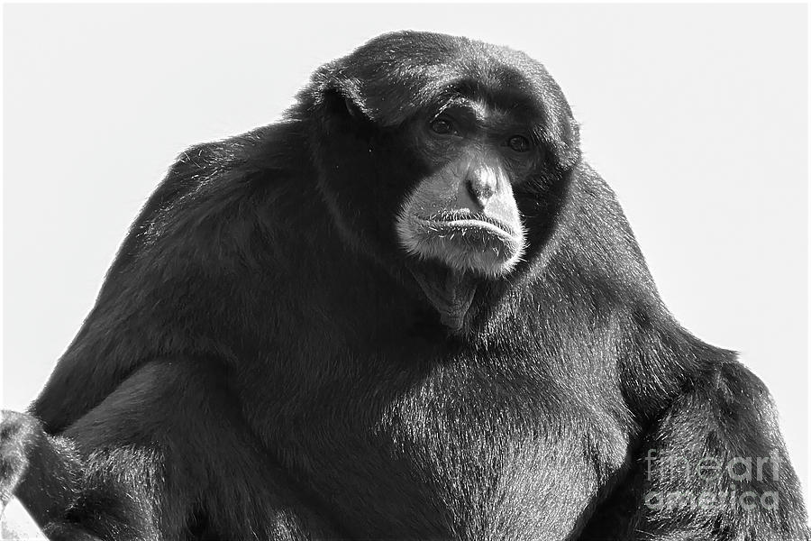 Siamang Portrait In Black And White Photograph