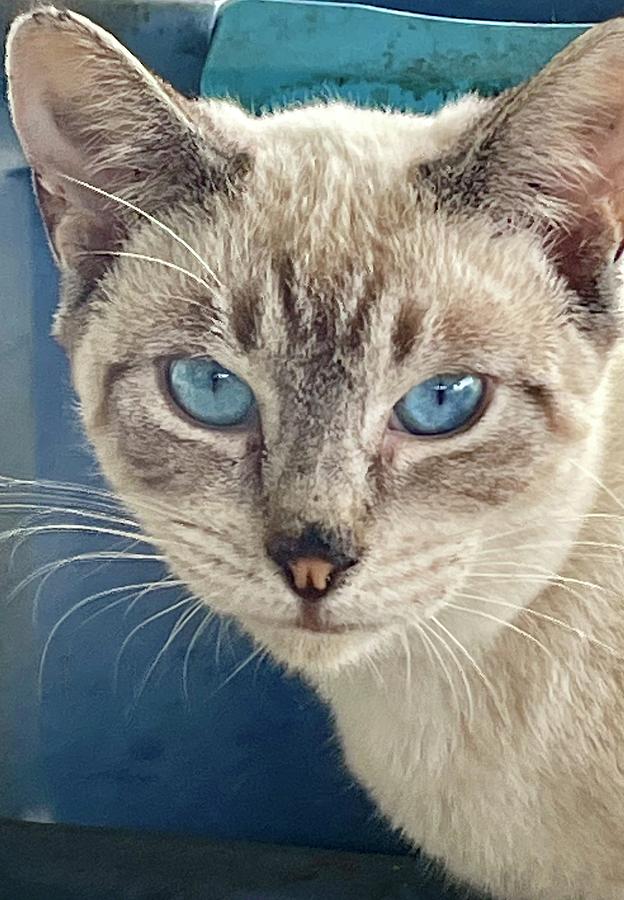 Siamese cat blue eyes  Photograph by Lehua Pekelo-Stearns