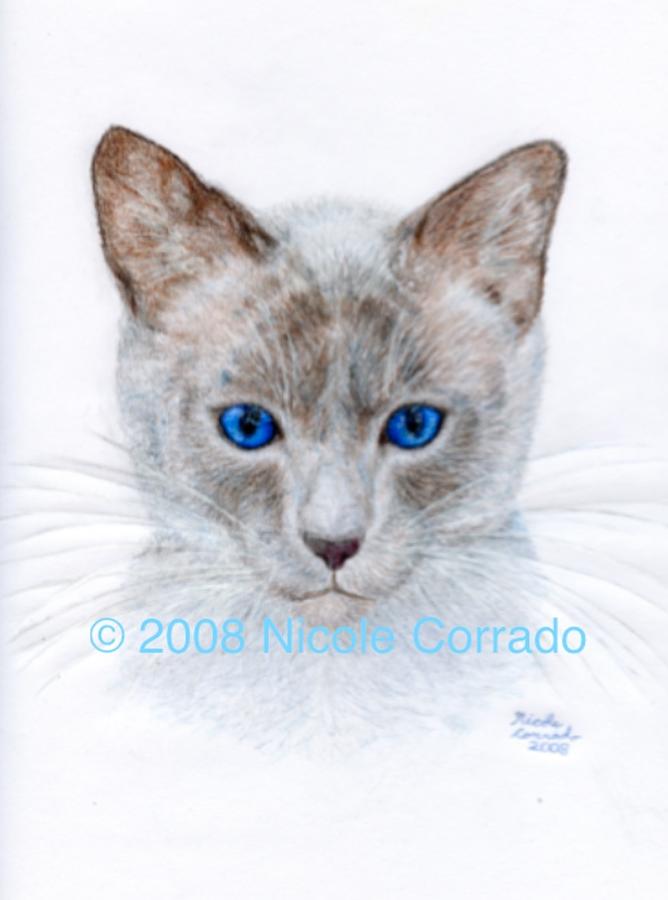 Siamese Cat Drawing by Nicole Corrado - Fine Art America