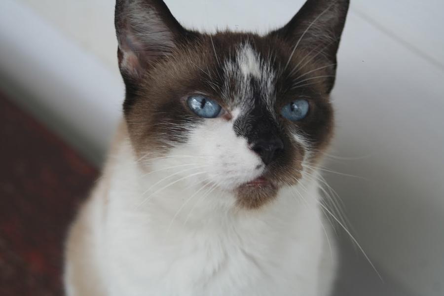 Siamese Cat with piercing Blue Eyes Photograph by Valerie Collins