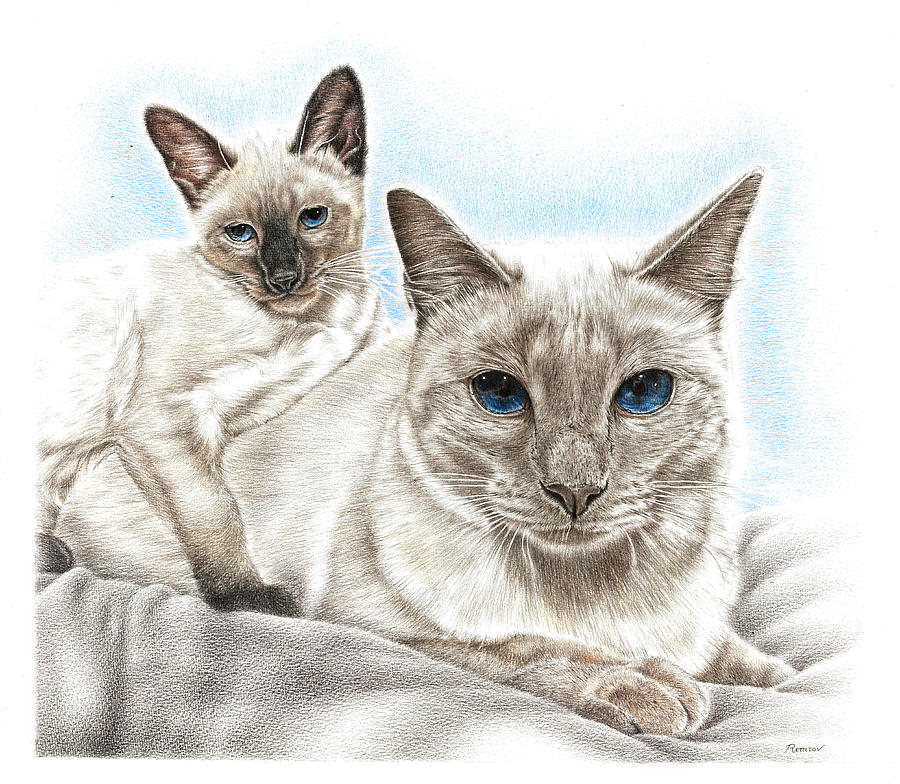 Siamese Cats Drawing by Casey Remrov Vormer