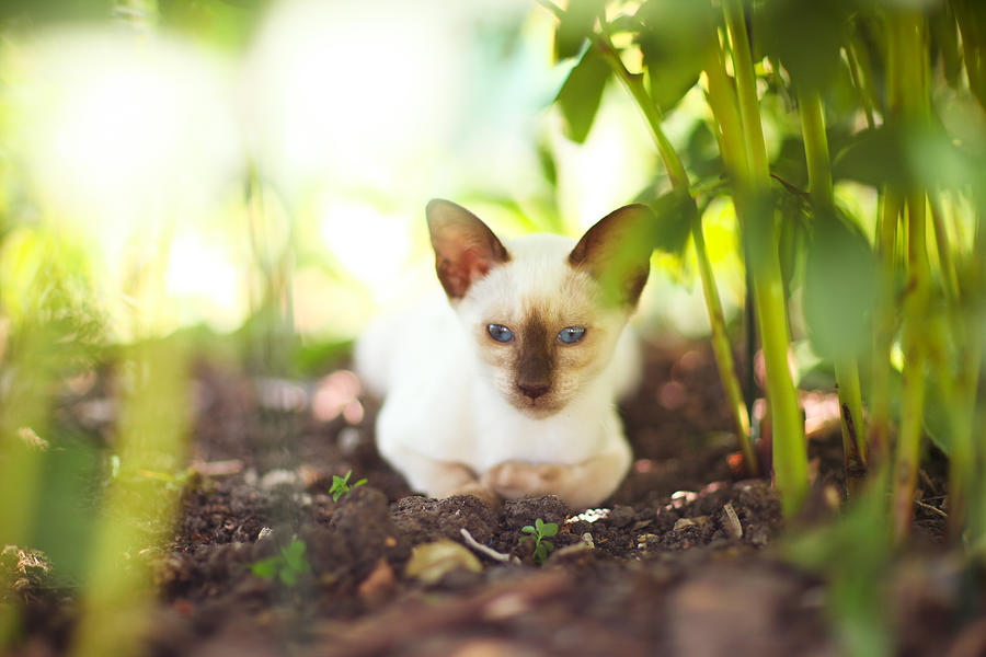 Siamese chocolate point kitten Photograph by Sasha Bell
