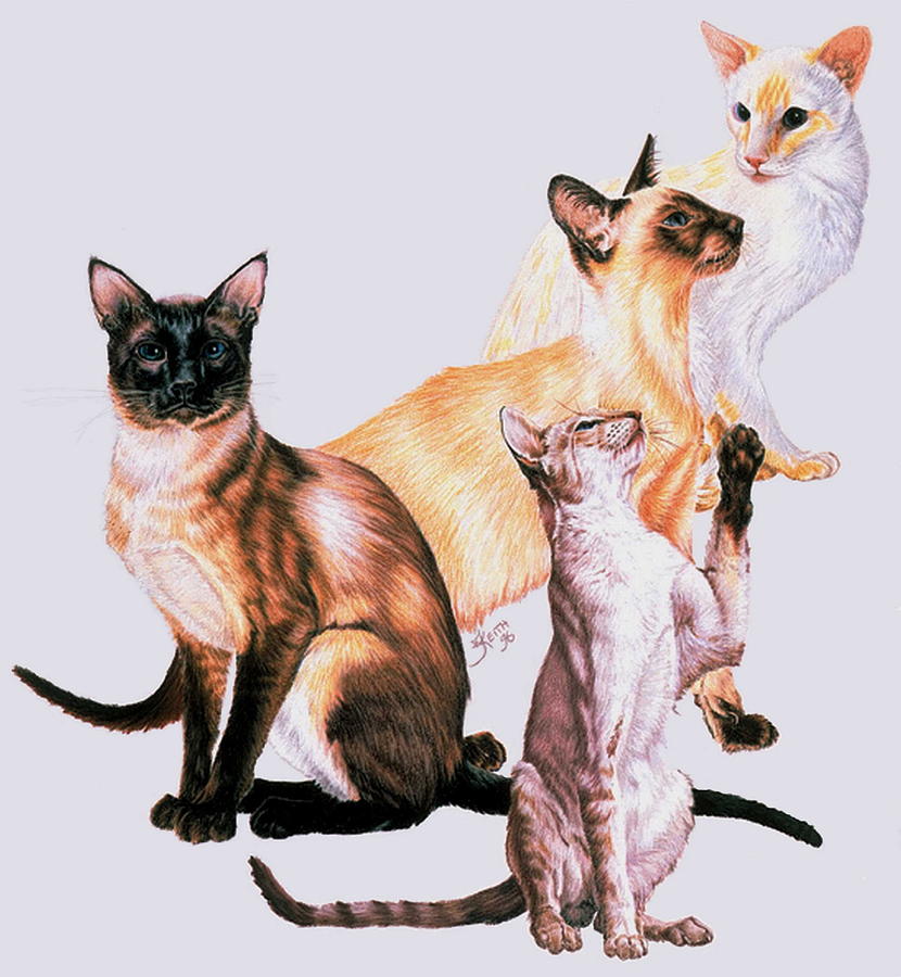 Siamese Collage Drawing by Barbara Keith