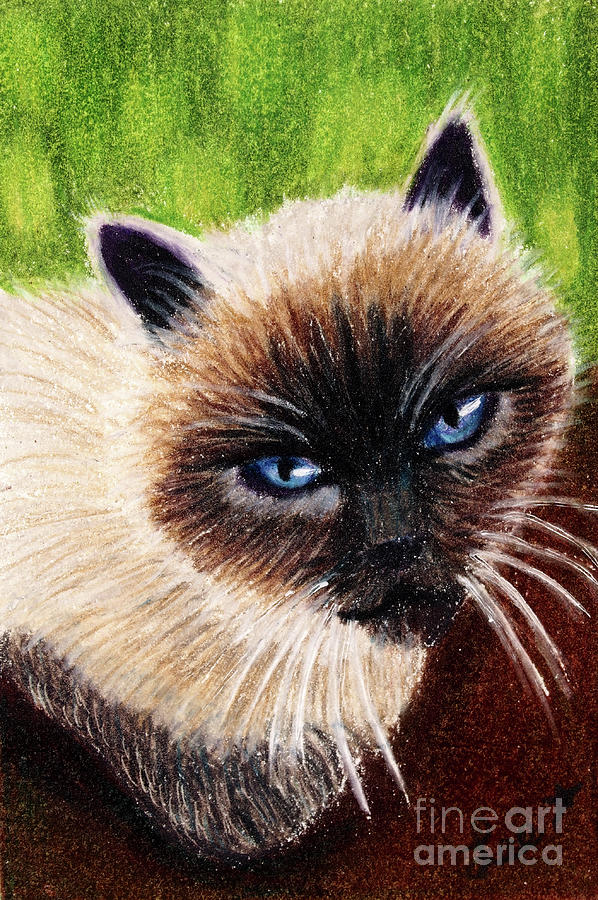 Siamese Drawing by Dorothy Lee