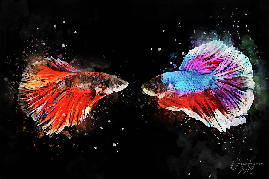 Siamese Fighting Fish by Dreamframer Art