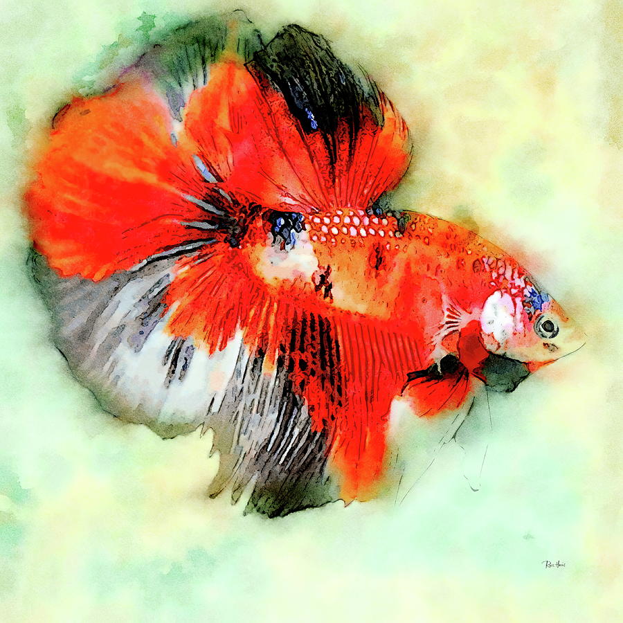 Fish Painting - Siamese Fighting Fish - Koi Betta by Russ Harris