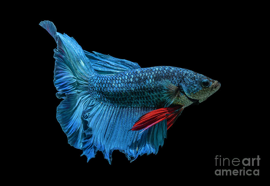 Fish Photograph - Siamese fighting fish movement on black background. by Tosporn Preede