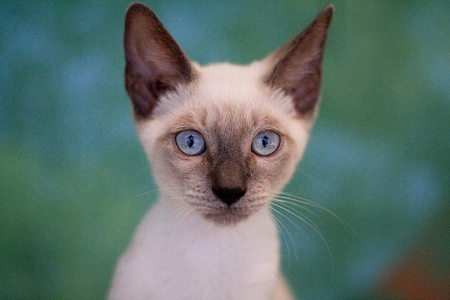 Siamese kitten Photograph by Lysandra Cook