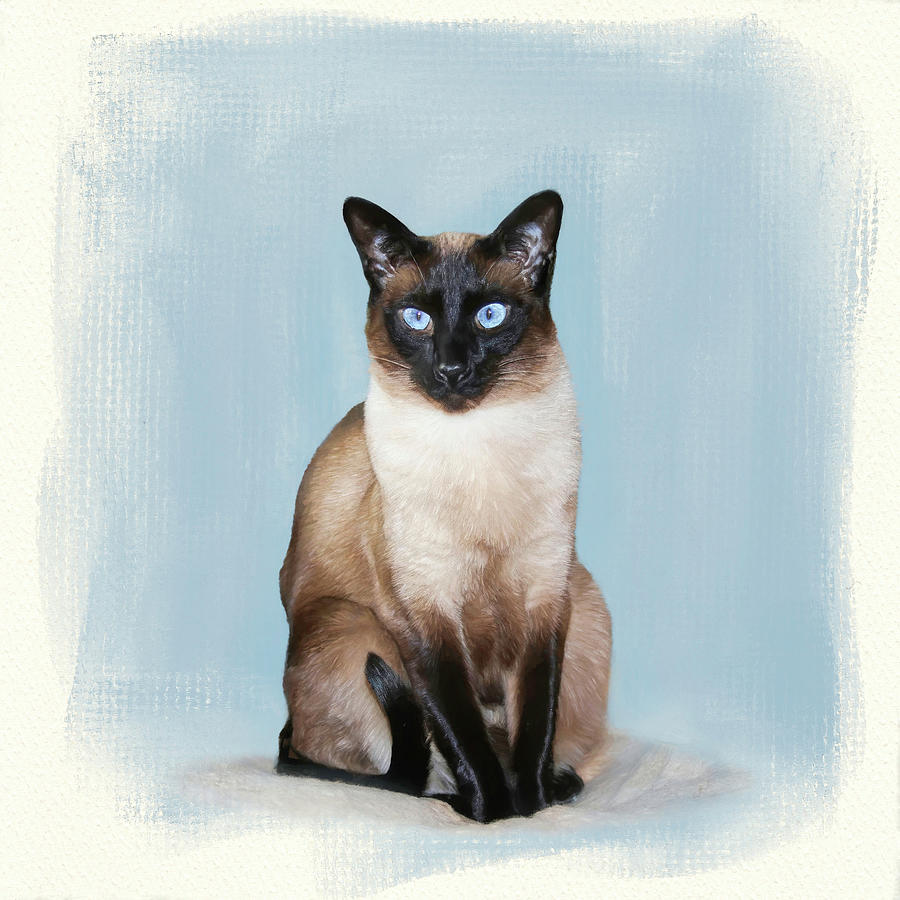 Siamese Portrait Photograph by Donna Kennedy
