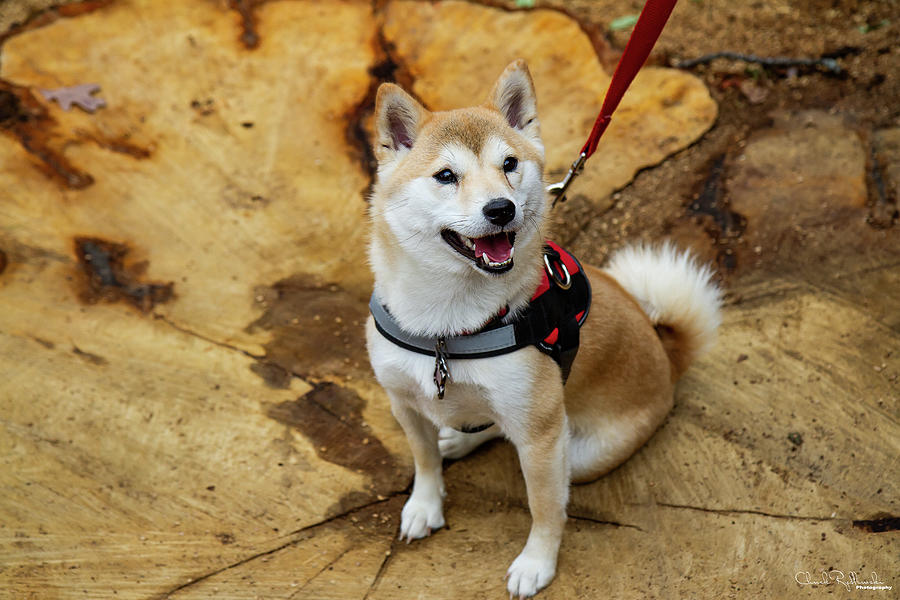 Siba Inu Photograph by Chuck Rydlewski - Fine Art America