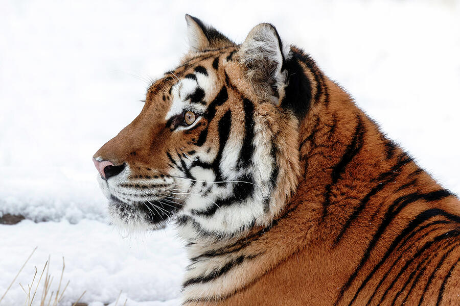 Siberian Big Cat Photograph by Wes and Dotty Weber - Fine Art America