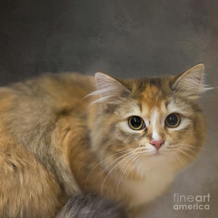 Siberian Cat Portrait Mixed Media by Eva Lechner