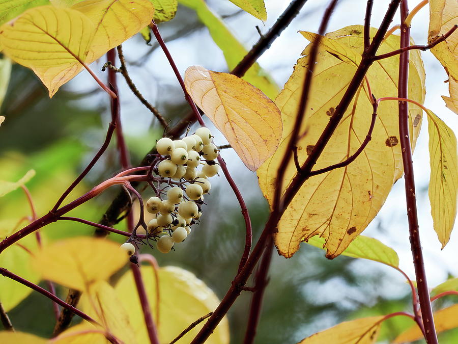 Siberian dogwood berries in the fall Photograph by Jouko Lehto