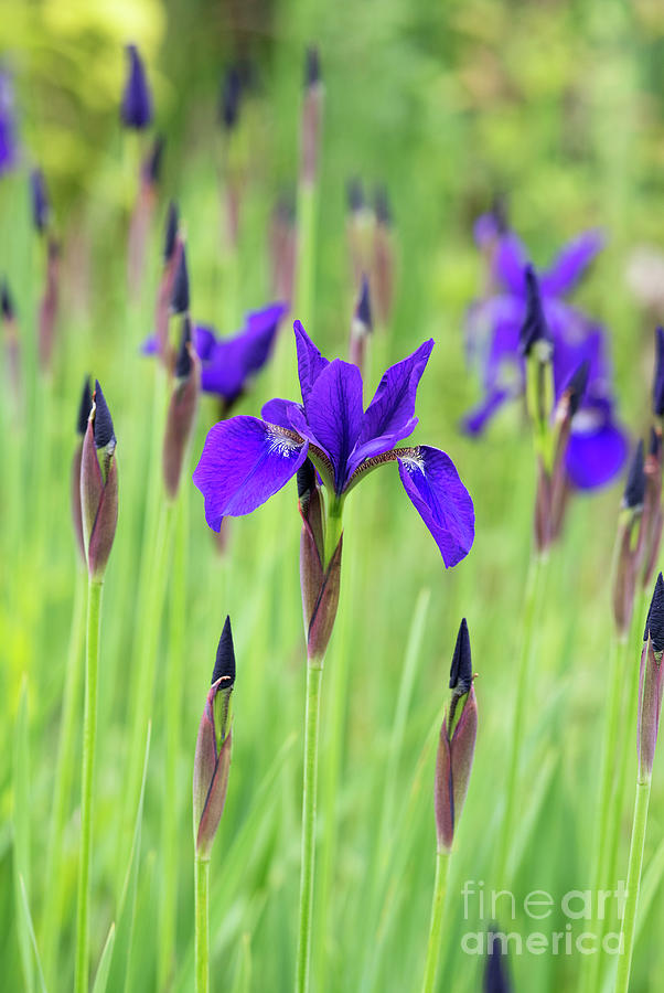 Siberian Flag Iris Caesars Brother in Spring Photograph by Tim Gainey