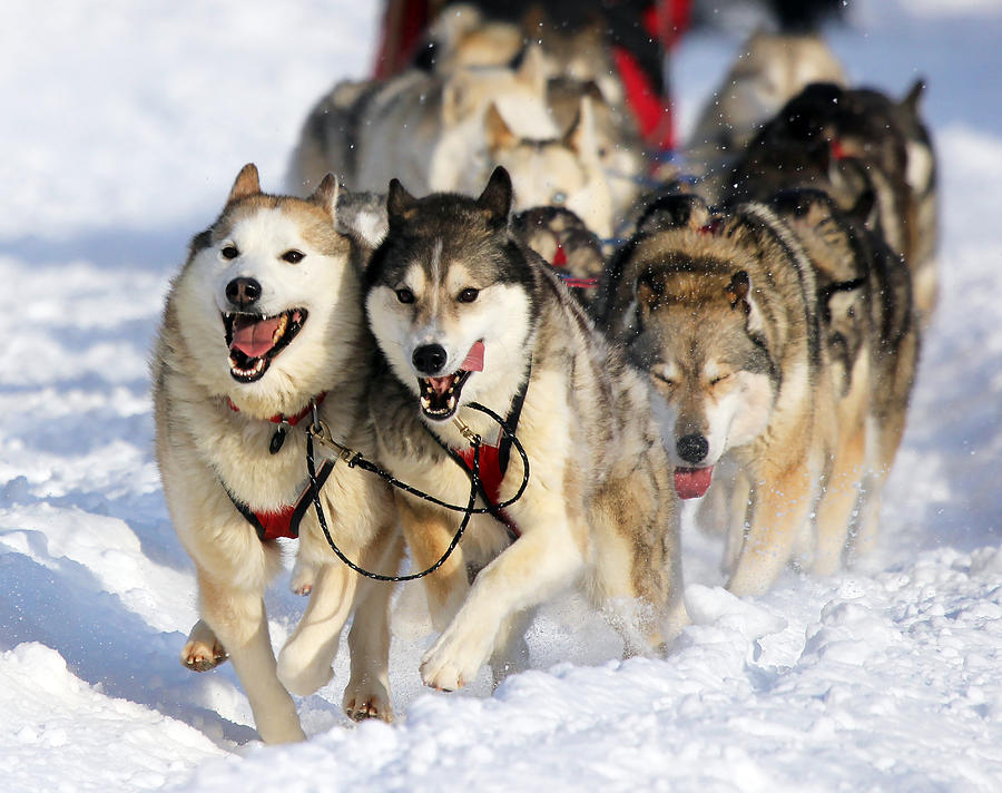 Siberian huskies Photograph by Daniel A. Leifheit
