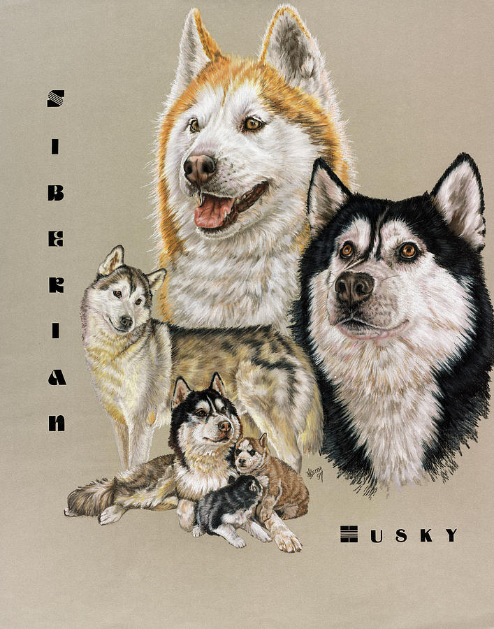 Animal Painting - Siberian Husky by Barbara Keith