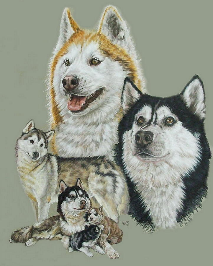 Siberian Husky Collage Drawing by Barbara Keith