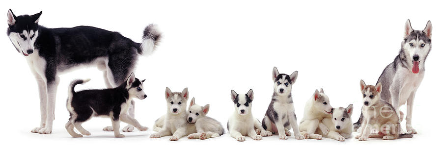 Siberian Husky family Photograph by Warren Photographic