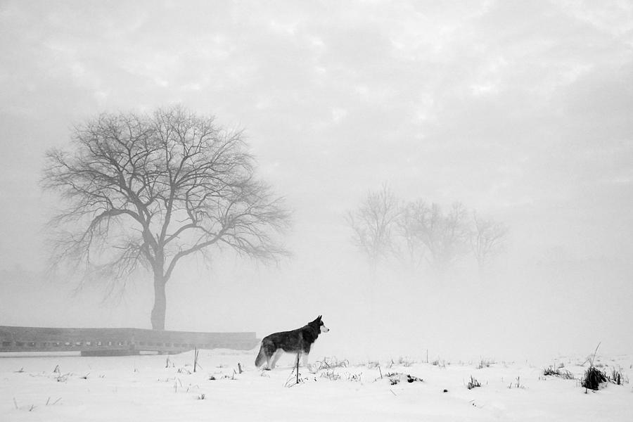 Siberian Husky in a Foggy Morning Photograph by Wei Wang