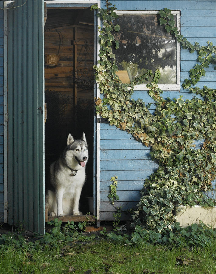 Siberian husky in doorway of shed Photograph by Colin Hawkins
