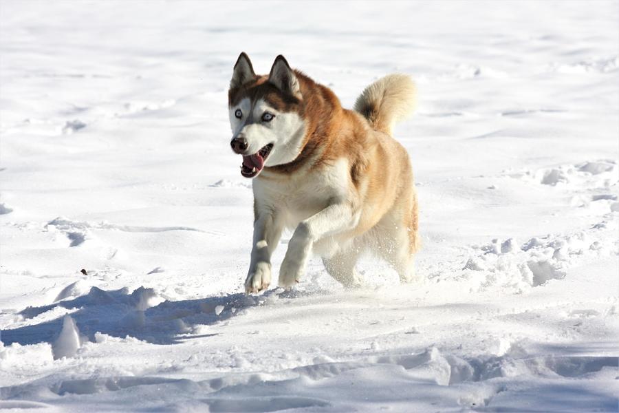 Nature Photograph - Siberian Husky Playing In Snow by Les Classics