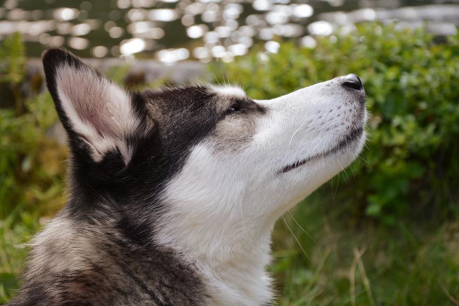 Siberian Husky Portrait Photograph by Les Classics - Fine Art America