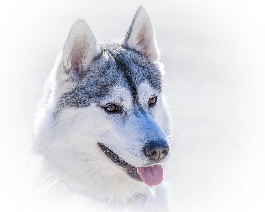 Siberian Husky Photograph - Siberian Husky Portrait by May Finch Siberian Husky Photograph - Siberian Husky Portrait by May Finch