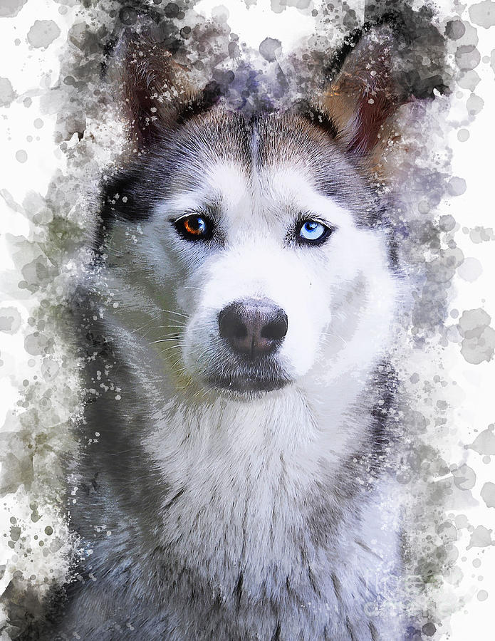 Siberian Husky Digital Art by Wafe Akkash