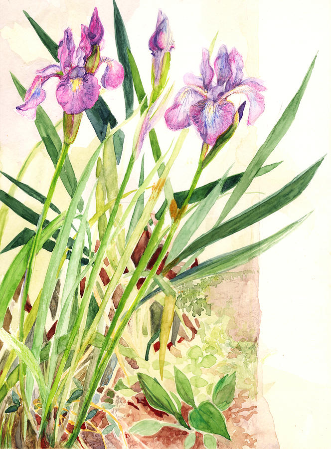 Siberian Iris Painting by Nancy Watson