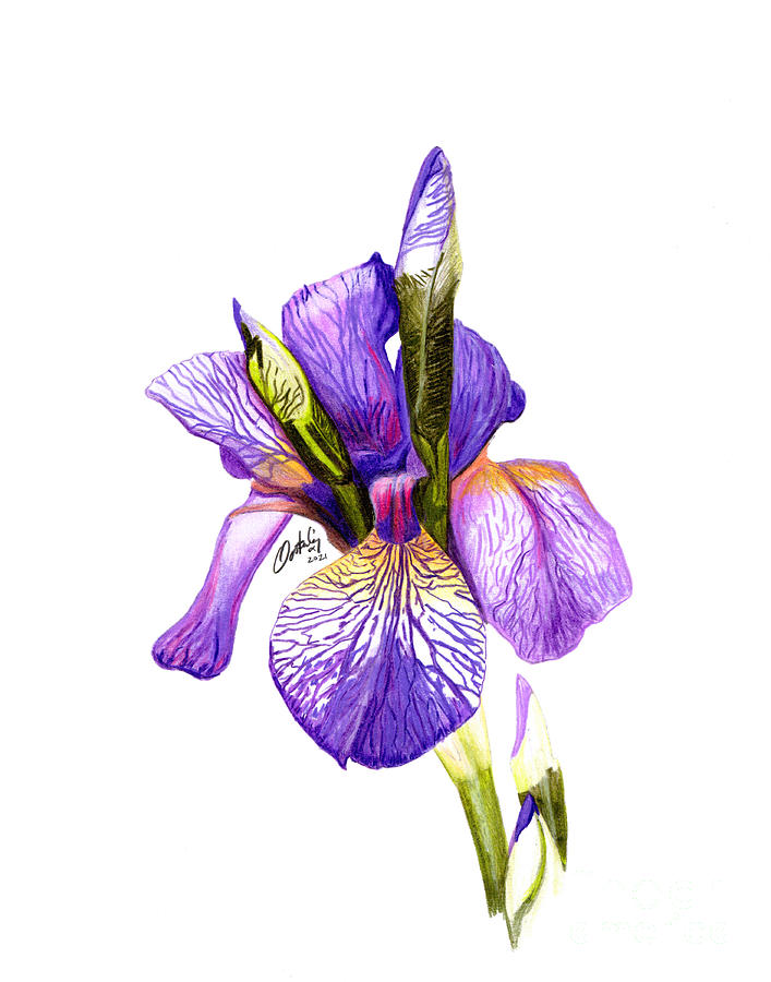 Siberian Iris Mixed Media by Stephen Oosterling