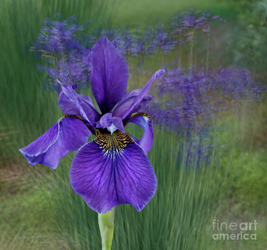 Siberian Irises Photograph by Ann Jacobson