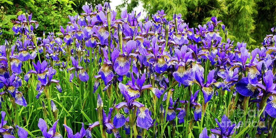 Siberian Irises Vibrant Photograph by Maria Janicki
