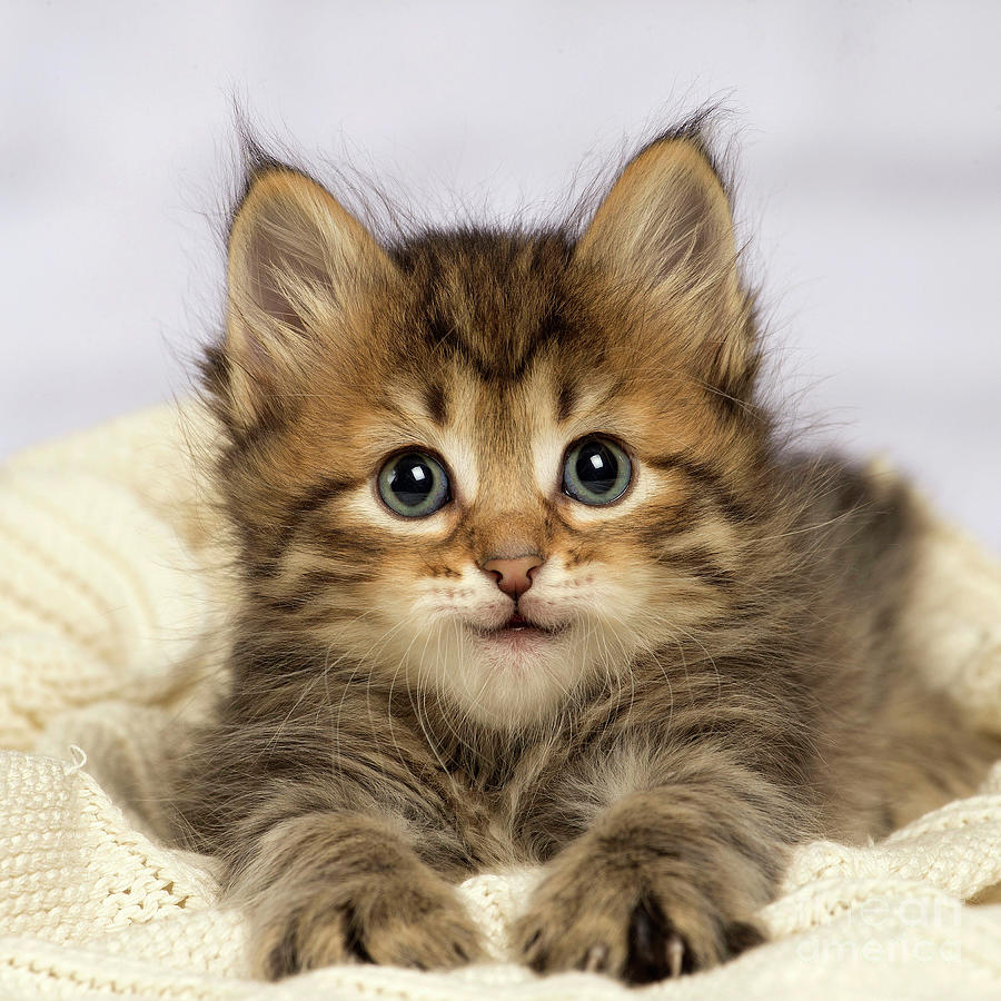 Siberian kitten lying down indoors Photograph by Ardea Picture Library ...